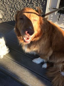 Ollie needs sunglasses