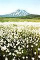 Beautiful Alaska