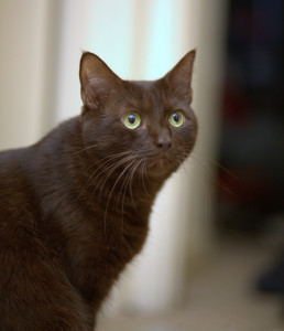 Fudge's current incarnation