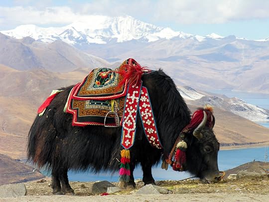 File:Bos grunniens at Yundrok Yumtso Lake.jpg