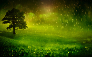 rainy field