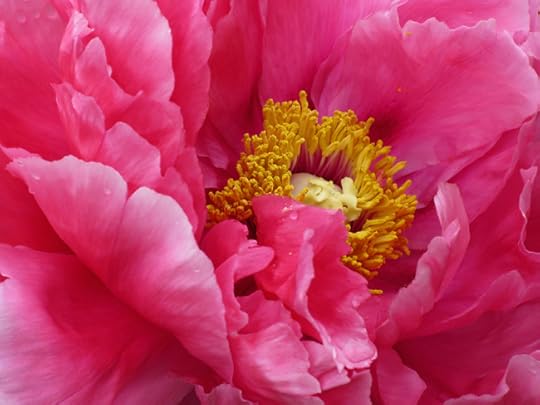 PeonyFuschia