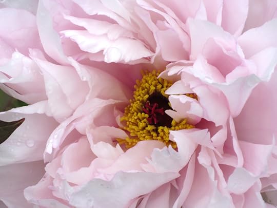 PeonyPalePink