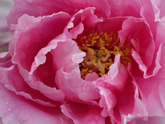 PeonyPinkTwotone