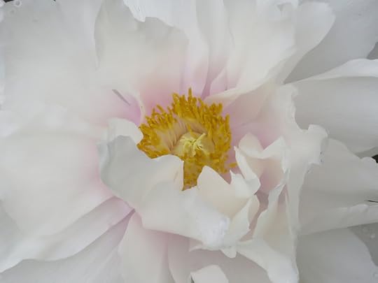 PeonyWhite
