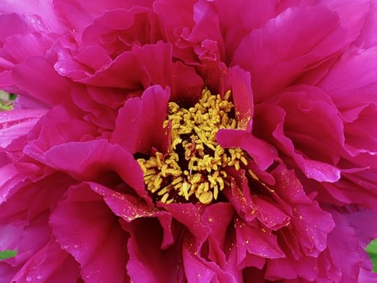 PeonyDarkPink1