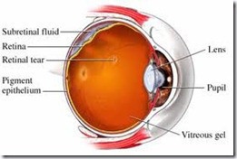 retina