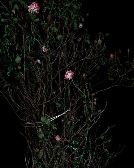 06_ak#10266_JON_TheRoseGardens_Display_VII