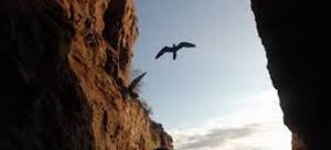 bird and cliff