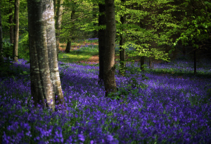 Bluebell forest in Ireland