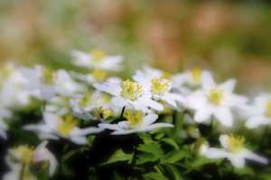 anemone--wind flowers