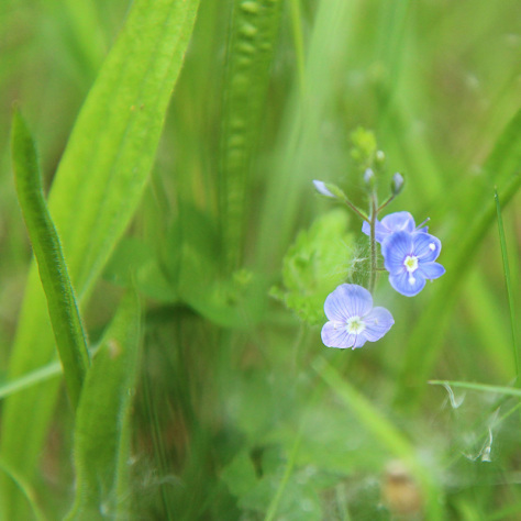 Speedwell