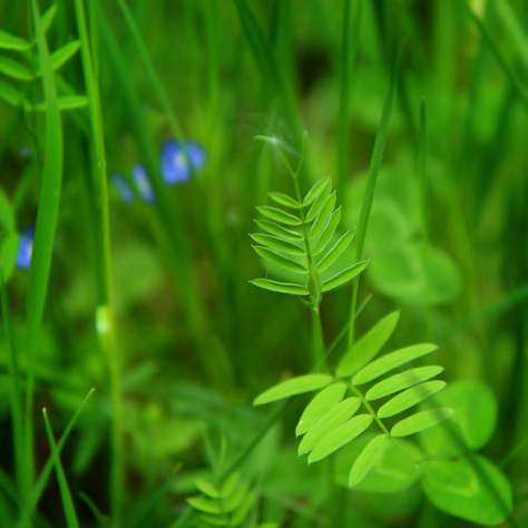 Vetch