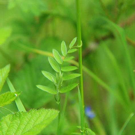 Vetch