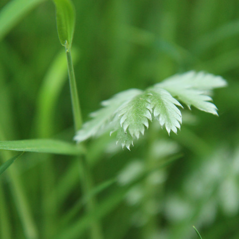 Silverweed