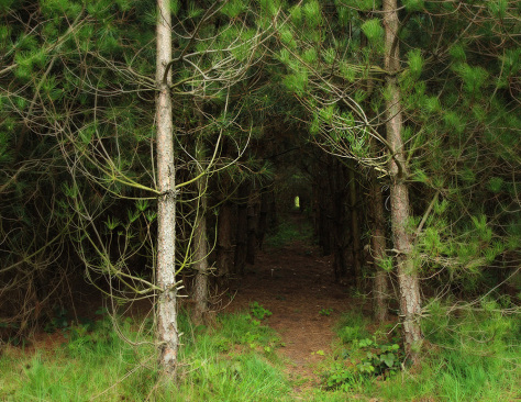 The Baba Yaga Path