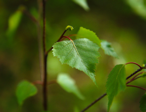 New growth birch leaves