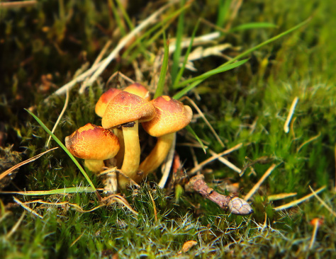 Sulphur tuft