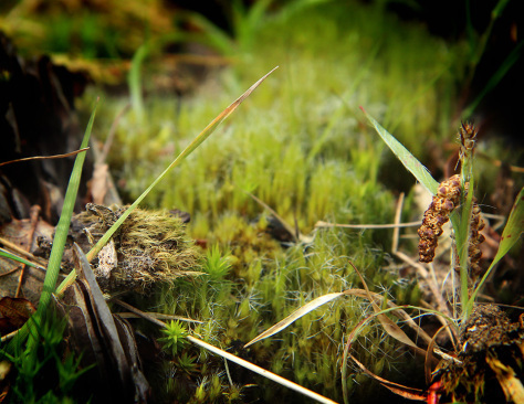 Mossworld