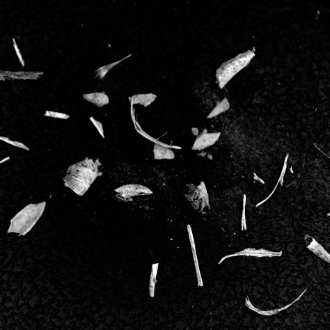 pellet3