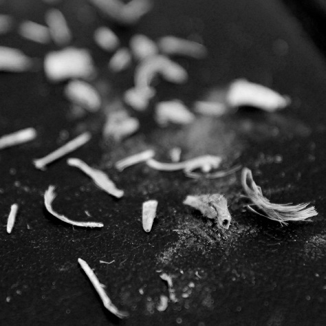 pellet4