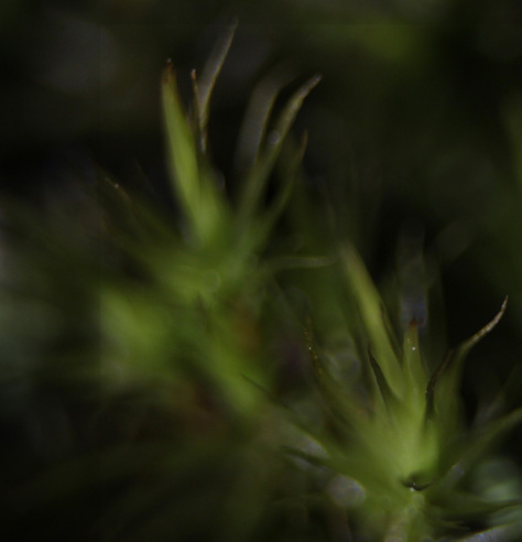 Moss
