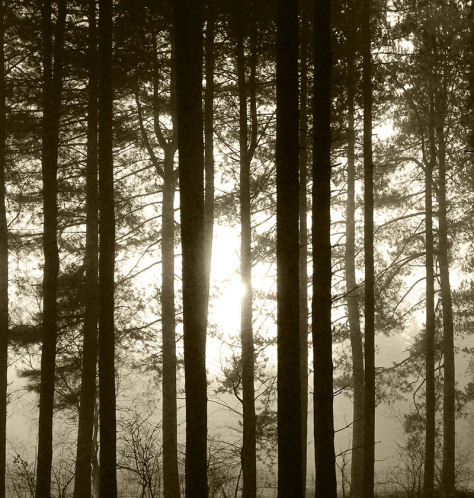 Sunrise in Fogwood