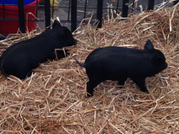 Piglets!