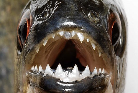 bloodthirsty-piranha06
