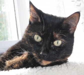Allegra_tortoiseshell_cat
