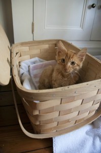 Cheeto_kitten_rescue