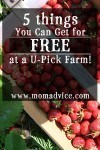 5 Things You Can Get for FREE at a U-Pick Farm! | momadvice.com