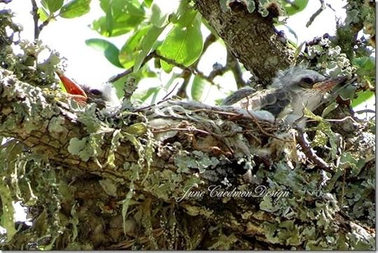 ScissorTail_Babies