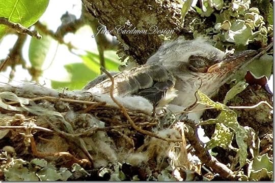 ScissorTail_BabyAsleep
