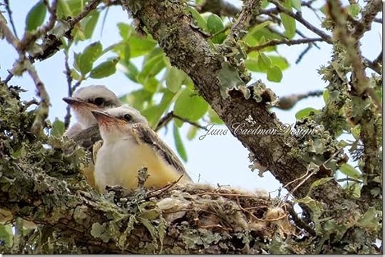 ScissorTail_BabyPair