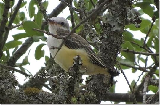 ScissorTail_Baby