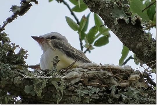 ScissorTail_Baby2