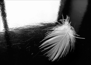 feather in a hurricane