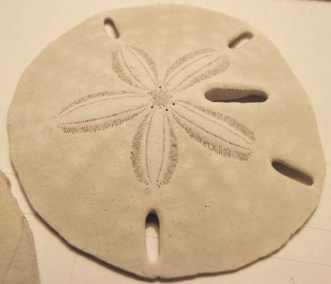 Keyhole_sand_dollar_01