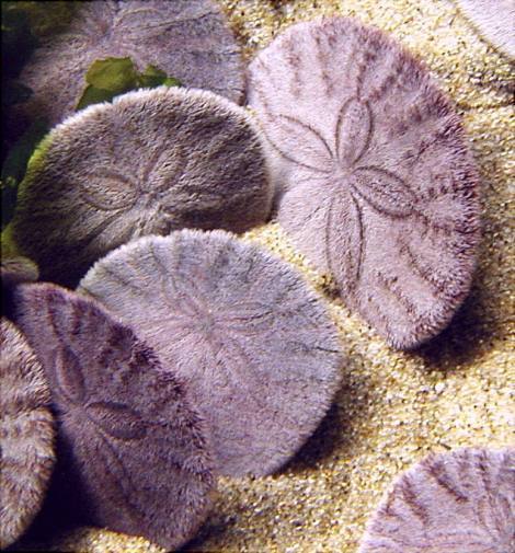 sanddollar1