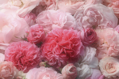 Beautiful pink roses