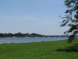 Sen nở giữa mùa Phật Đản