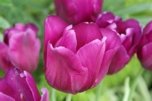pink tulips