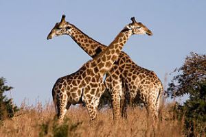 largest 320px-Giraffe_Ithala_KZN_South_Africa_Luca_Galuzzi_2004