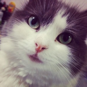 Fuzzy Excitement