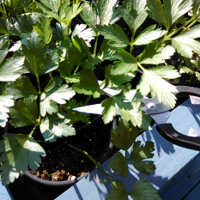 Parsley being cut