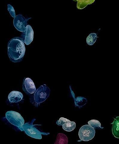 Albert Watson, Jellyfish Tank Series Mandalay Bay, Las Vegas