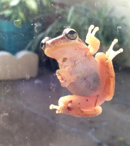 Hello, Friend!