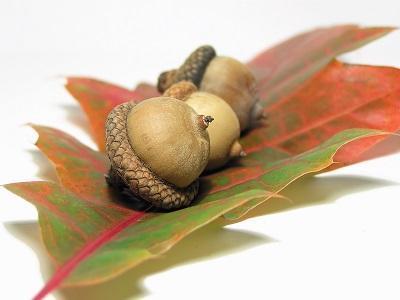 Planting your acorn