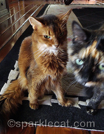 She is photobombing my introduction!